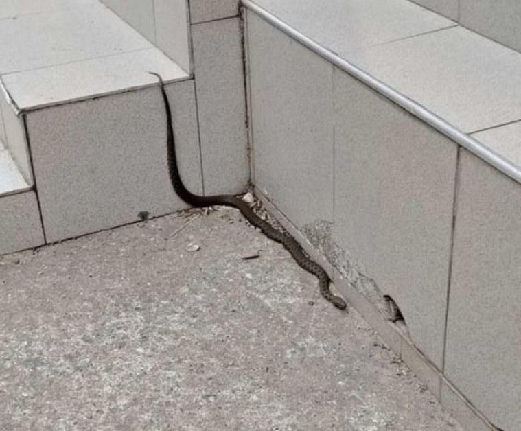 Дама предупреди: Змии пъплят в града! СНИМКА