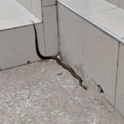 Змия изненада жена в роден град Дамата се натъкнала на