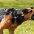 Куче заръфа жена в София, собственикът офейка