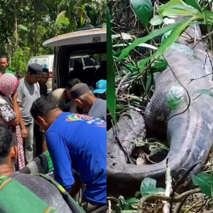 В Индонезия местни жители откриха гигантски питон и извадиха тялото