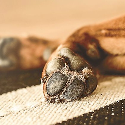Куче почина след като погълна салам с отрова край детска