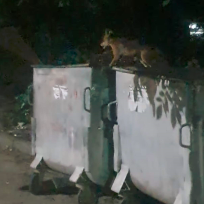 Лисица търсеща храна изненада и същевременно зарадва жители на столичния