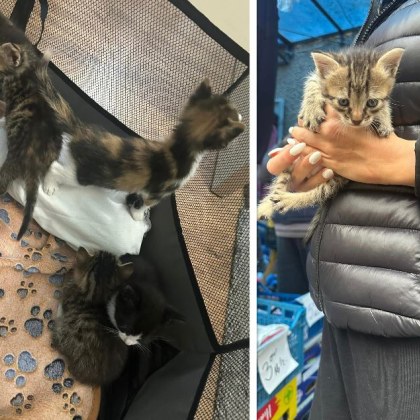 Асеновградчанка е принудена да се грижи за изоставени котенца пред