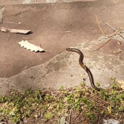 С настъпване на лятото все повече животни могат да ни