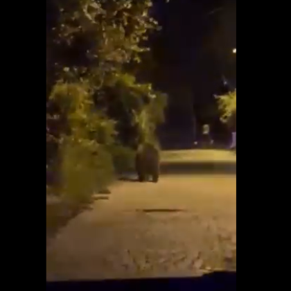 Мечка се появи в столичния кв. „Бояна”  ВИДЕО