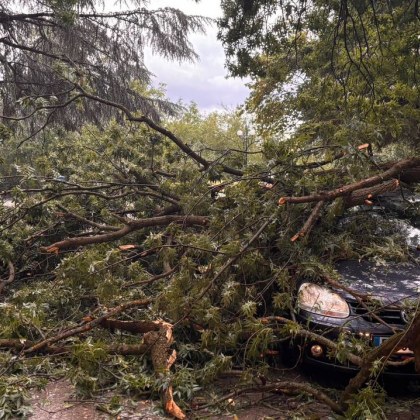 Инцидент по време на бурята във Велико Търново Дърво е рухнало