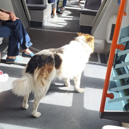 Куче се повози само в трамвай Случката е станала днес