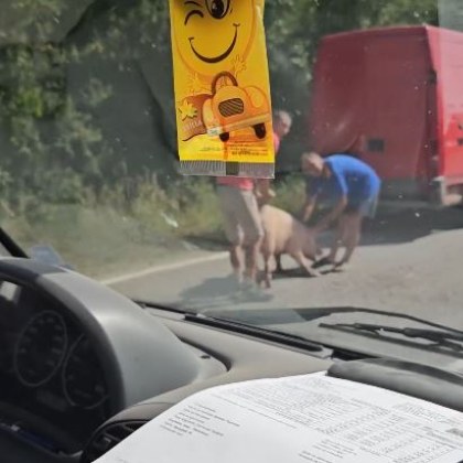 Куриозна ситуация с прасе засне шофьор в Търновско На пътя