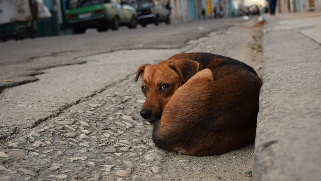 Бездомни кучета нападнаха жена в Благоевград, адвокатът й изригна в мрежата