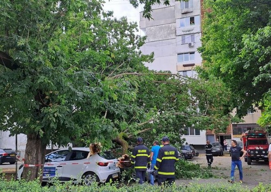 Дърво падна върху 4 коли, десетки служители работят по сигналите