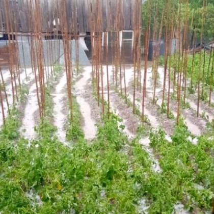 Градушка унищожи селскостопанската продукция в село Давидково община Баните Първоначална
