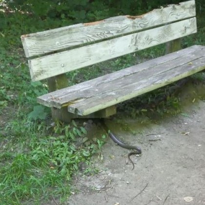 Неочаквана среща за дама в столичен парк Тя попаднала на змия