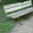 Змия се появи в столичен парк, намърда се под пейка СНИМКА