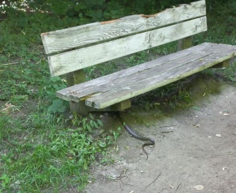 Неочаквана среща за дама в столичен парк.Тя попаднала на змия,