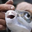 Опасни риби атакуват туристи в Гърция