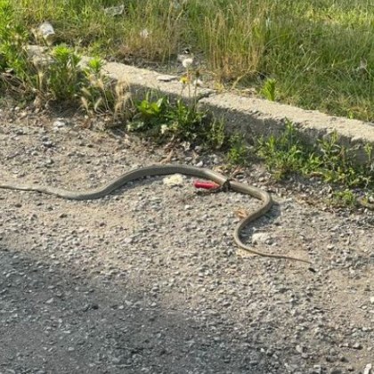 Все по често хора сигнализират за змии в населените места
