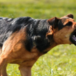 Домашни кучета нахапаха 81-годишна жена в Силистренско