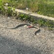 Змия изпълзя пред болница, но има и друг проблем СНИМКА