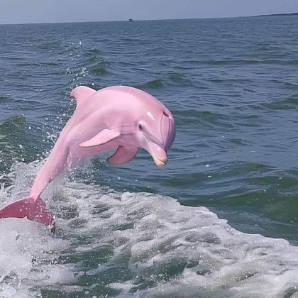 Снимки на розов делфин изумиха мрежата Морският бозайник с необичаен