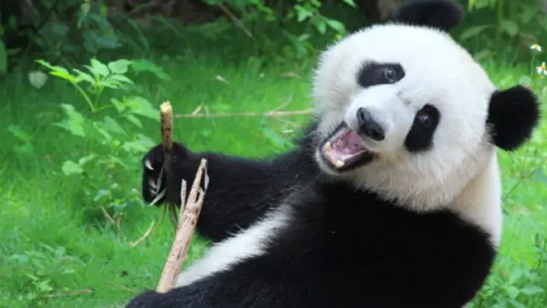 Туристи получиха доживотна забрана да посещават център за развъждане на панди в Китай