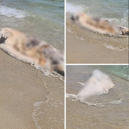 Разложено тяло на делфин е изхвърлено на Южния плаж във