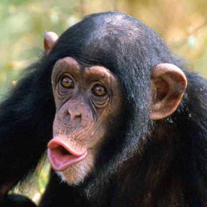 В популярния туристически град Лопбури Тайланд  маймуни организираха масово бягство от