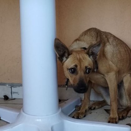 Изстрадало куче е намерено на балкон в хотел Четириногото изглежда
