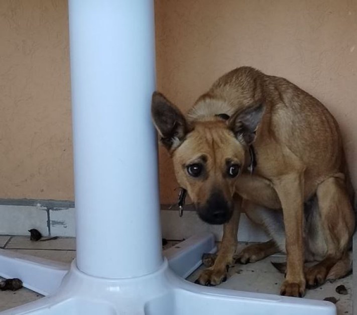Откриха изгладняло и уплашено куче на хотелски балкон СНИМКИ