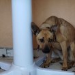Откриха изгладняло и уплашено куче на хотелски балкон СНИМКИ