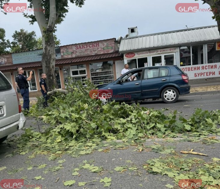 Голям клон се стовари върху лек автомобил на бул. Шести