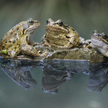 Учени в Австралия са разработили мини сауни за жаби за да