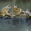 Учени спасяват жаби от изчезване с помощта на 