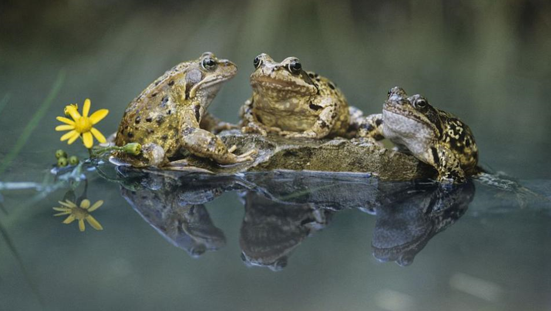 Учени спасяват жаби от изчезване с помощта на 
