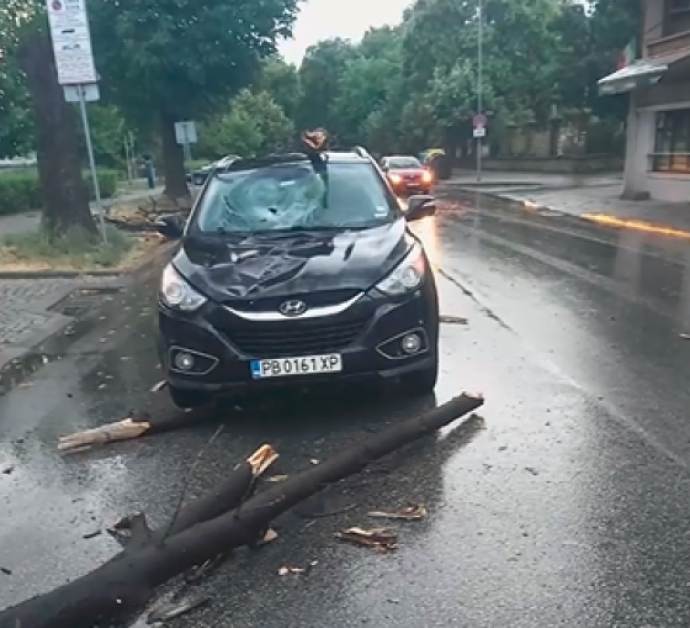 Голямо дърво падна и смачка автомобил в Пловдив, едва не уби жена ВИДЕО