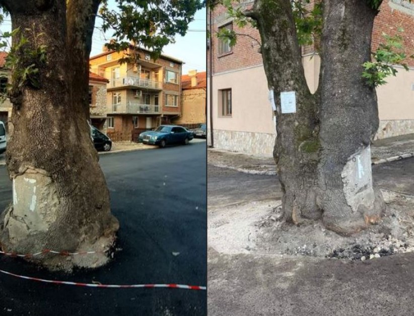 Развръзка с чинара, попаднал в асфалтова прегръдка в Пловдивско СНИМКИ