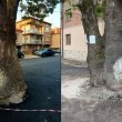 Развръзка с чинара, попаднал в асфалтова прегръдка в Пловдивско СНИМКИ