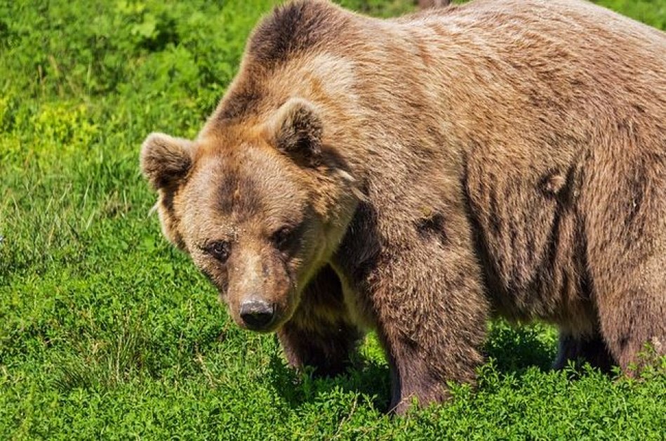 Край Бузлуджа: мечка нападна стадо