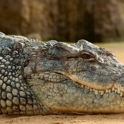 Крокодил изяде 12 годишно момиче което решило да поплува в река