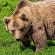 Край Бузлуджа: мечка нападна стадо
