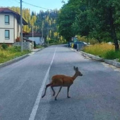 Неочакван гостенин посети родопско село в горещия юлски ден Сърничка притичала