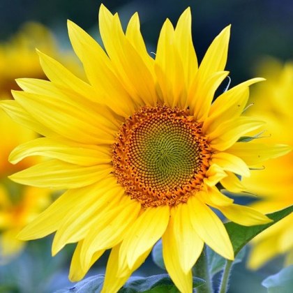 Новата седмица започва с жеги като жълт код за високи