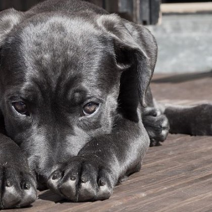 За масово отравяне на животни по улиците на Велинград сигнализират
