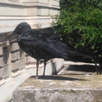 Уникална птица привлече погледите във Варна Черна чайка успя да събере