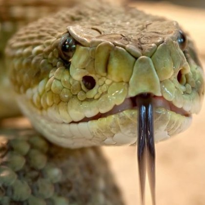 В Гърция жена беше ухапана от змия която се криела