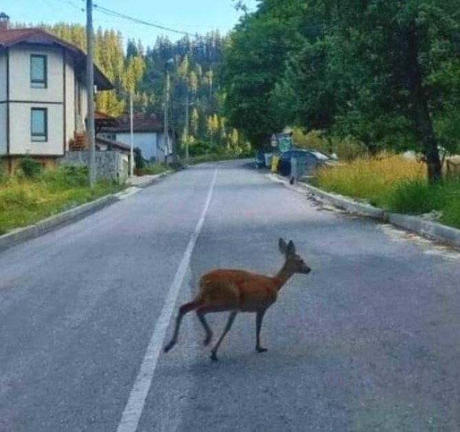 Сърничка припка из родно село СНИМКА