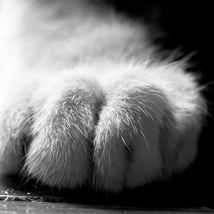 Шофьор е блъснал и убил малко коте в асеновградското село