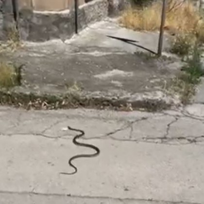 Змия се поразходи по улиците на роден град Влечугото плъзнало