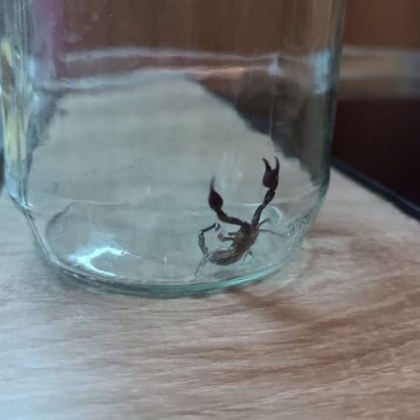 Неочакван гост изненада жителите на блок в София Те открили малко