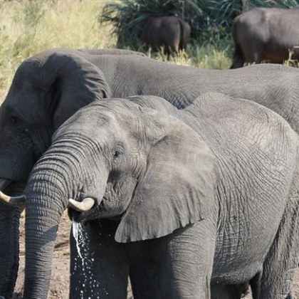 Испански турист е убит от слонове след като напуснал колата