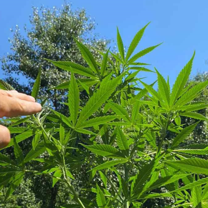 Около 150 растения в напреднал стадий на развитие са открити